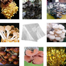 50X Mushroom Growing Bag Breathable Autoclavable Stand Up Tear Resistant Strong